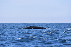 Grey Whale near Kia Beach Photo Credit: A. Caron
