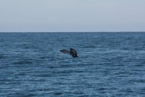 A Humpback flukes near Cape Beale Photo Credit: B. Ramshaw