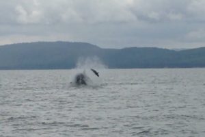 img_2864-whale-flips-seal-zoom
