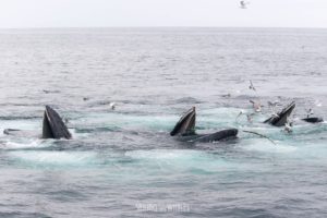 three-humpbacks-surfacing-through-a-bubble-net