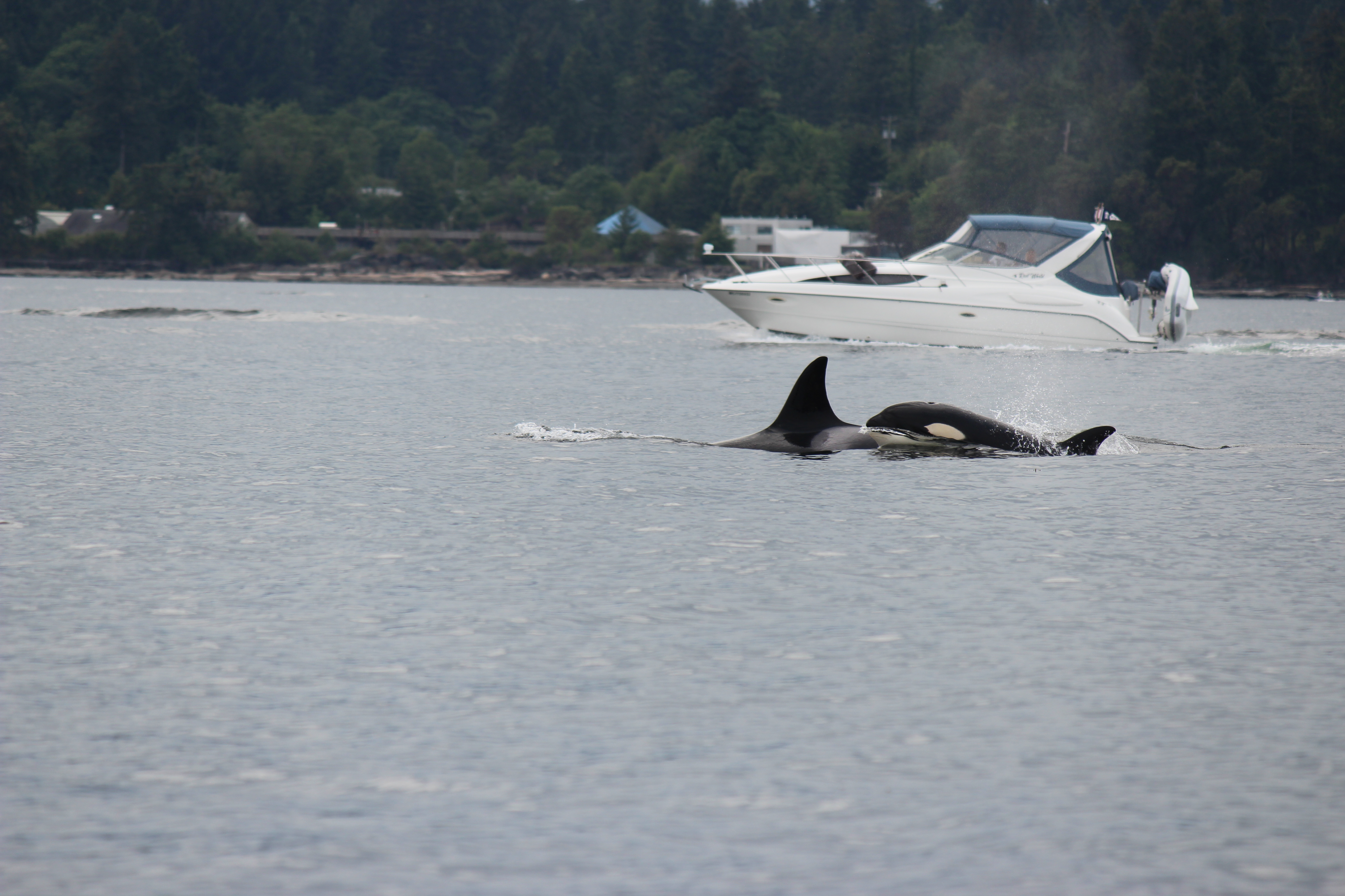 Starting the Season with an Awesome Encounter with Bigg’s (Transient) Killer Whales -15/5/15