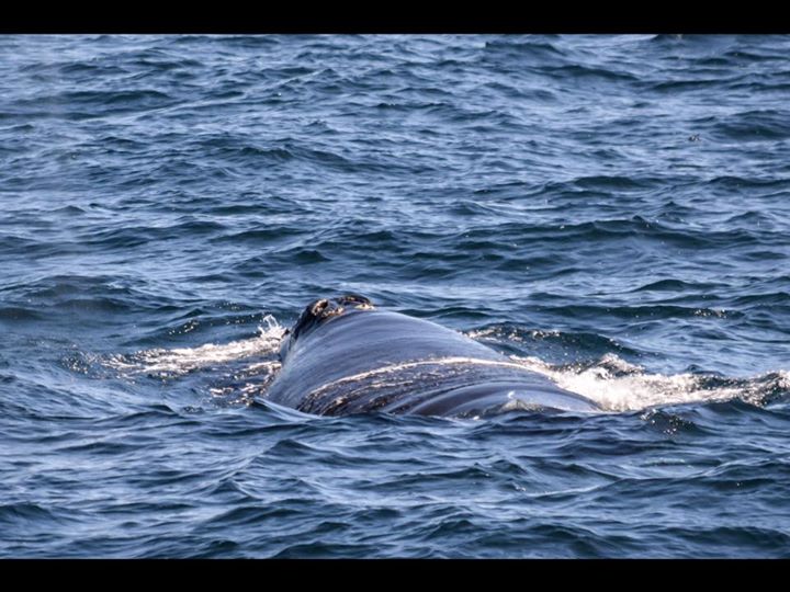 Rare Sighting of a North Atlantic Right Whale – 31/3/15