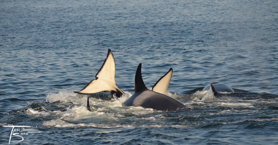 A Meeting of the Bigg’s (Transient) Killer Whale Matriarchs – 14/5/15