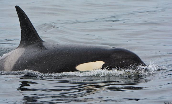 Great Encounter with the T23D’s; Including a New Calf! – 15/5/15