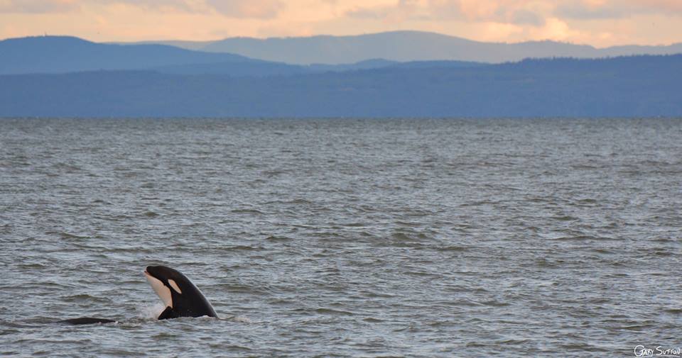 Large Group of Bigg’s (Transient) Killer Whales on our Doorstep – 14/6/16