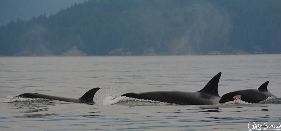 Beautiful Encounter with Bigg’s (Transient) Killer Whales in Howe Sound – 13/8/14