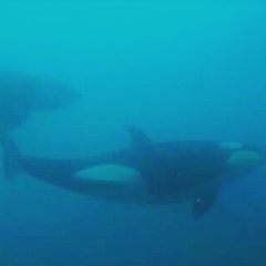 Killer Whales at the Gorgona Islands! – 16/11/16