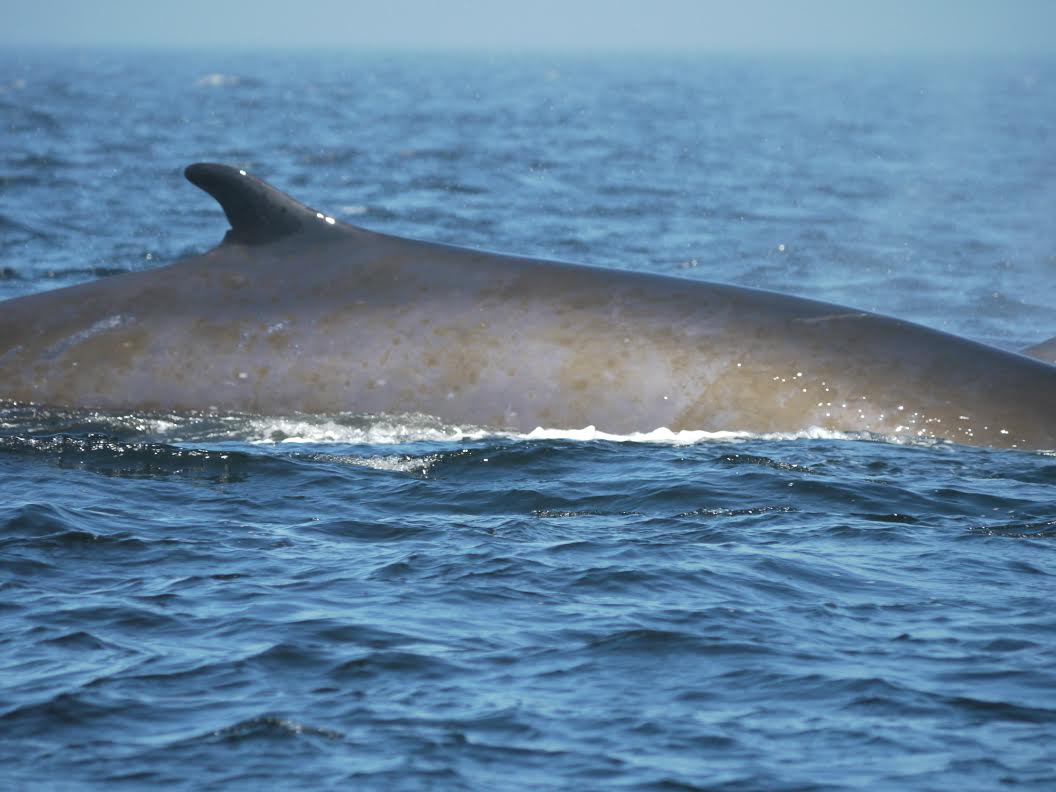 Fin Whale = BIG – 12/7/11