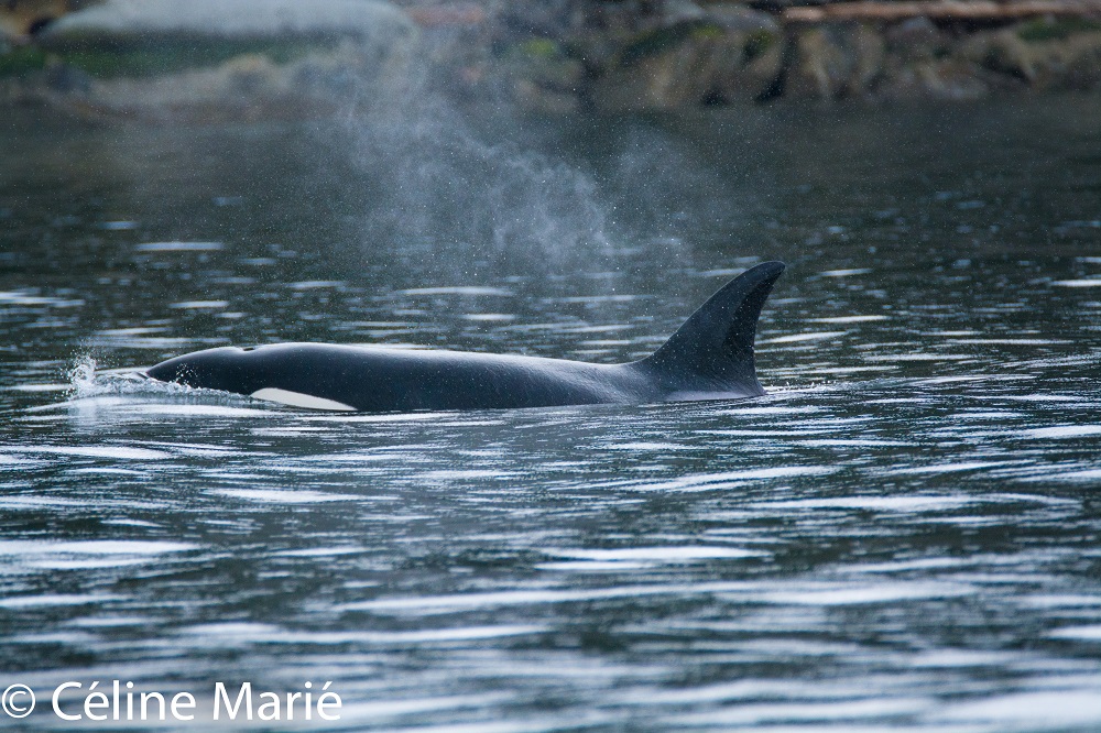 An Amazing Day with Bigg’s (Transient) Killer Whales! – 20/4/17