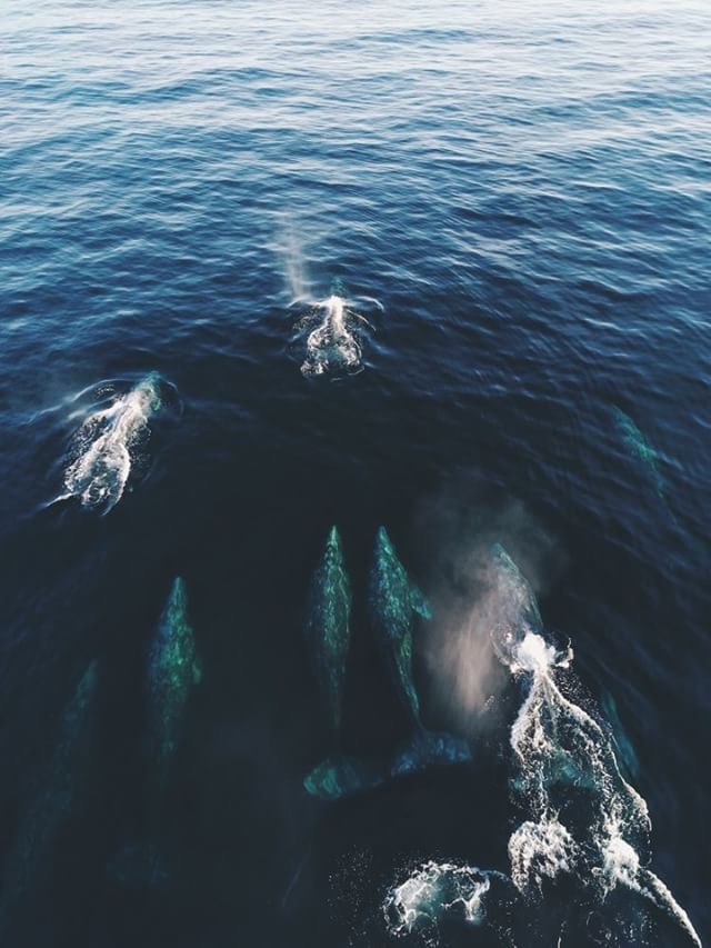 Grey Whales in Big Sur! – 12/17