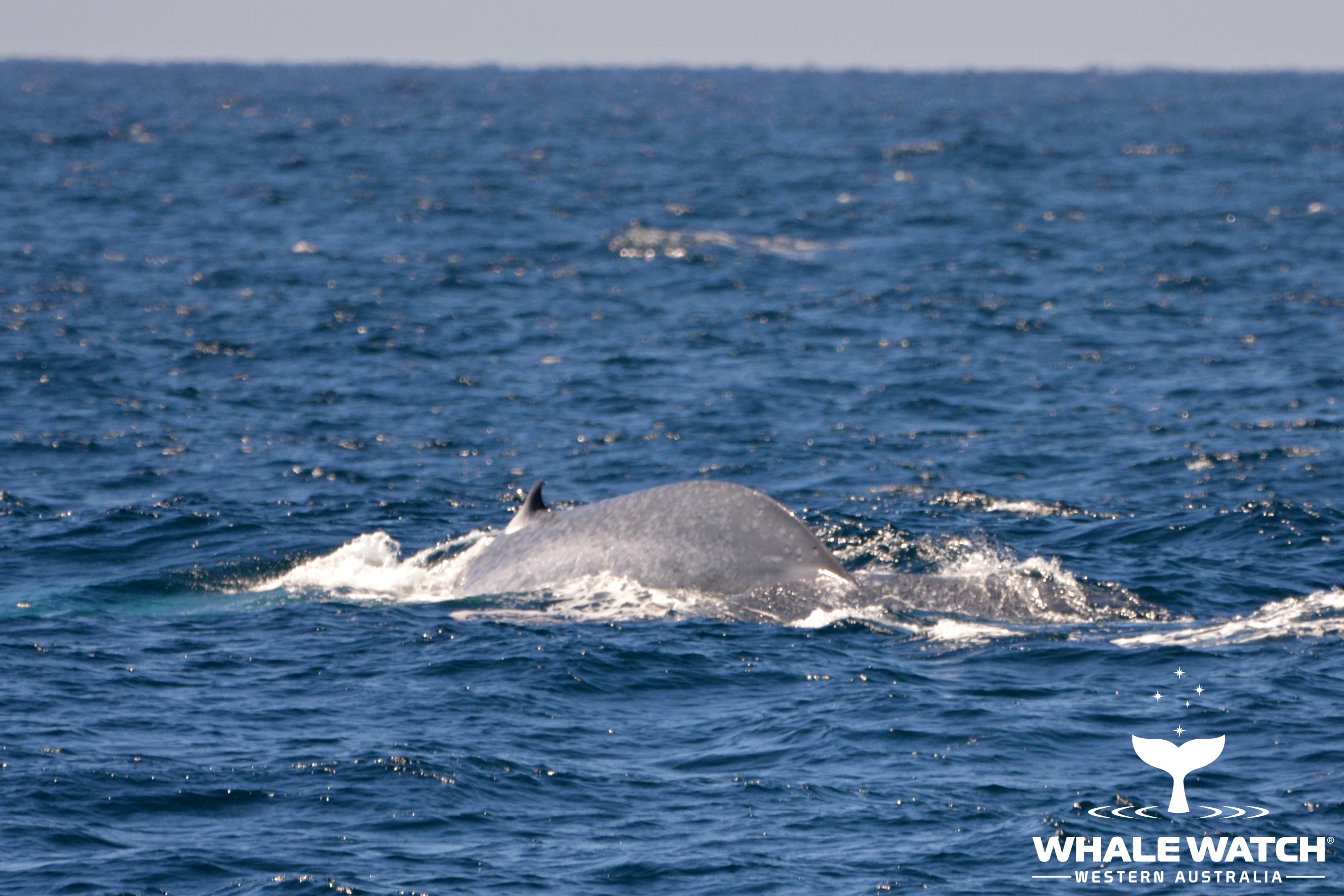 Blue Whale Season Begins! – 2/4/18