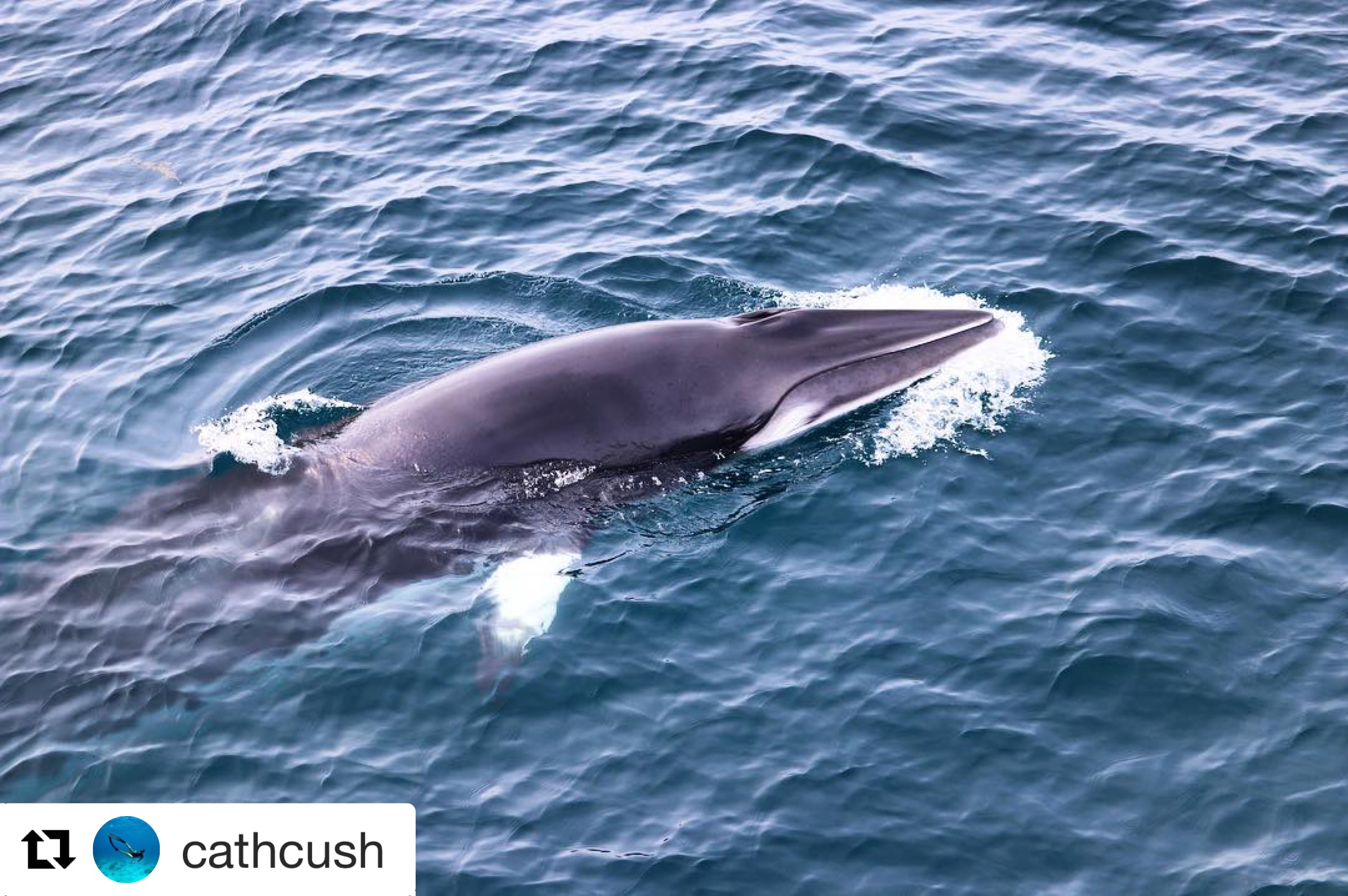 A Wonderful Encounter with a Juvenile Minke Whale – 10/5/18