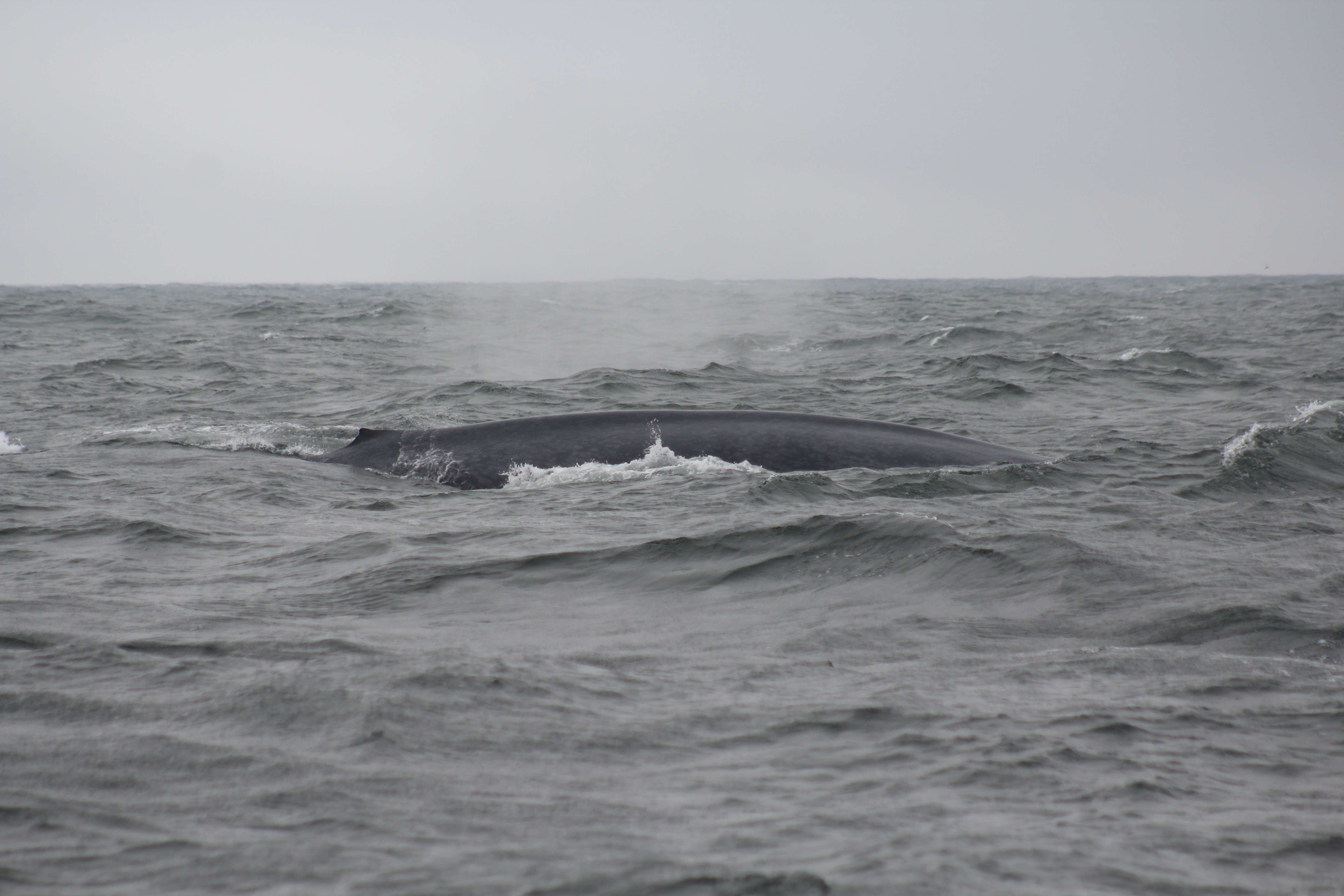 Blue Whales in the Gulf of the Farallones – 7/7/18