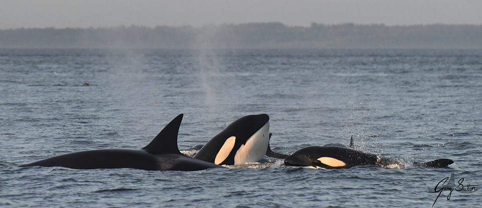 Amazing Night with Bigg’s (Transient) Killer Whales – 29/8/18