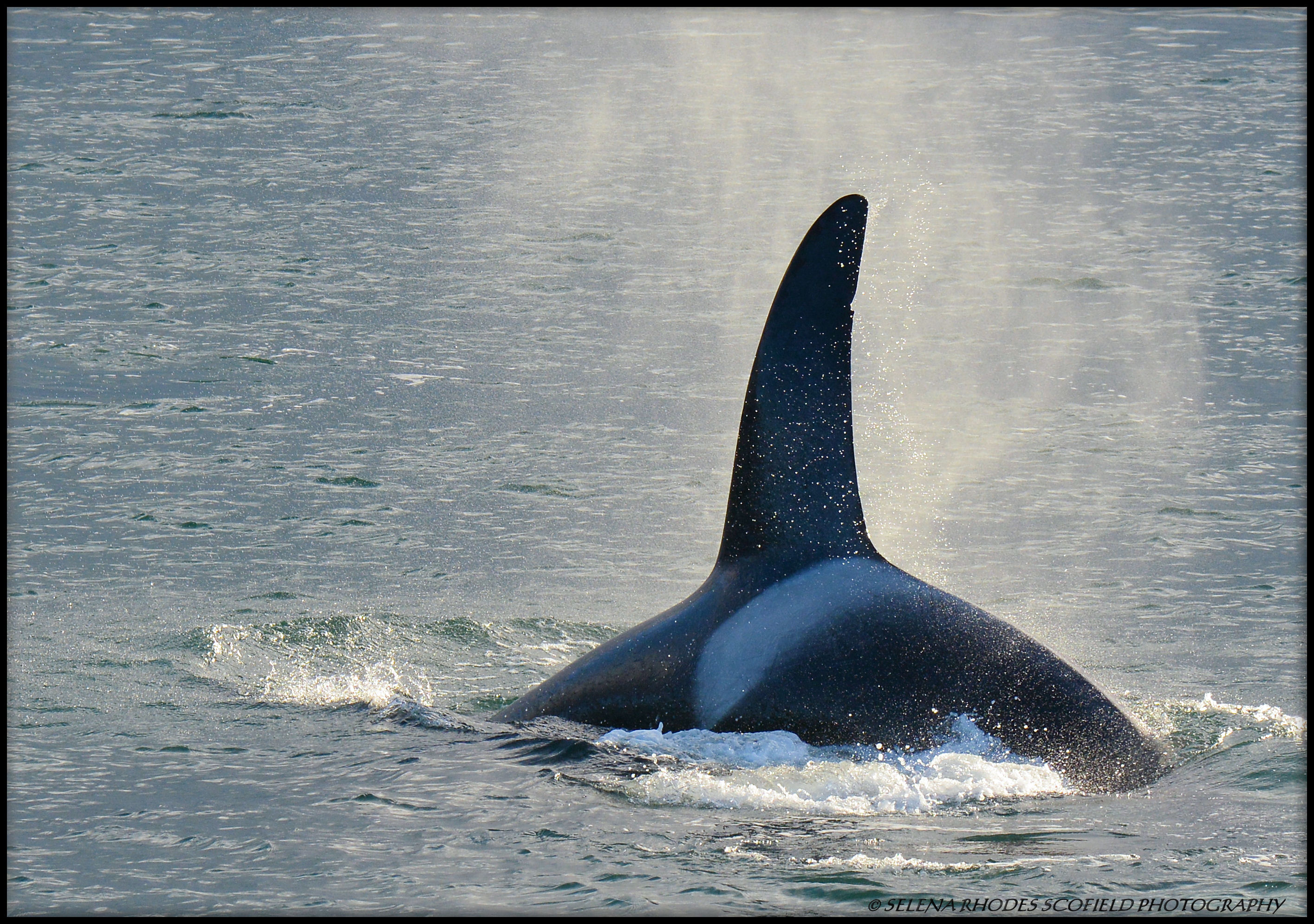 My First Time Seeing Killer Whales from Land! – 4/4/13