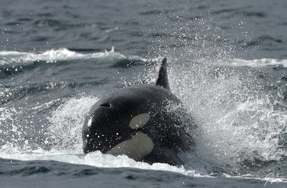 A Record Setting Day with Bigg’s (Transient) Killer Whales! – 7/4/19