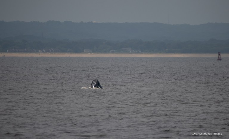 Lunge Feeding Humpback Whale off NYC – 20/8/19