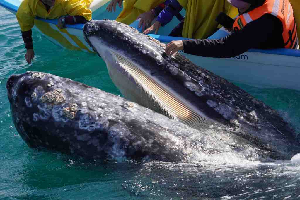 Friendly Whales – 22/2/20