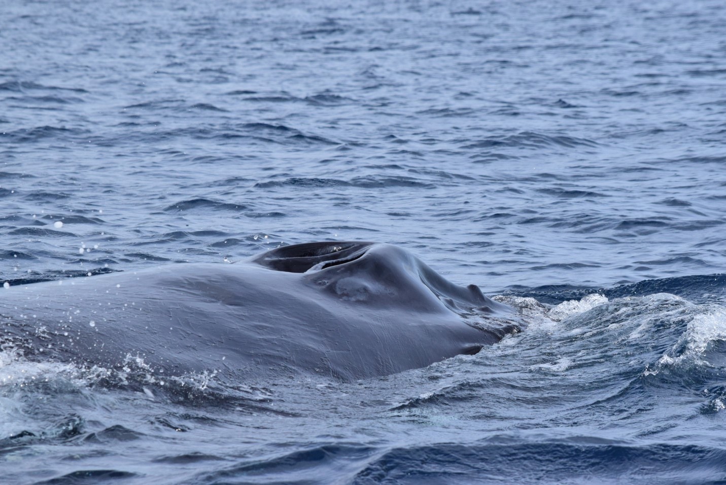 My First Close Encounter with Two Humpback Whales – 31/12/19