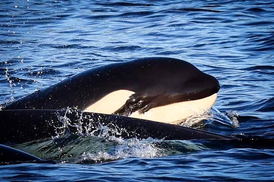 An Amazing Evening with Orcas – 8/8/20